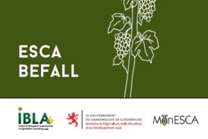 Merkblatt für den biologischen Weinbau: ESCA-Befall