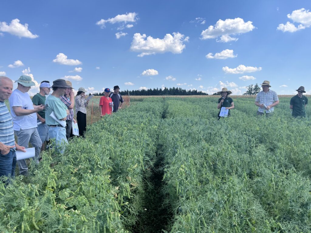 Besichtigung der Versuchsparzellen Körnerleguminosen